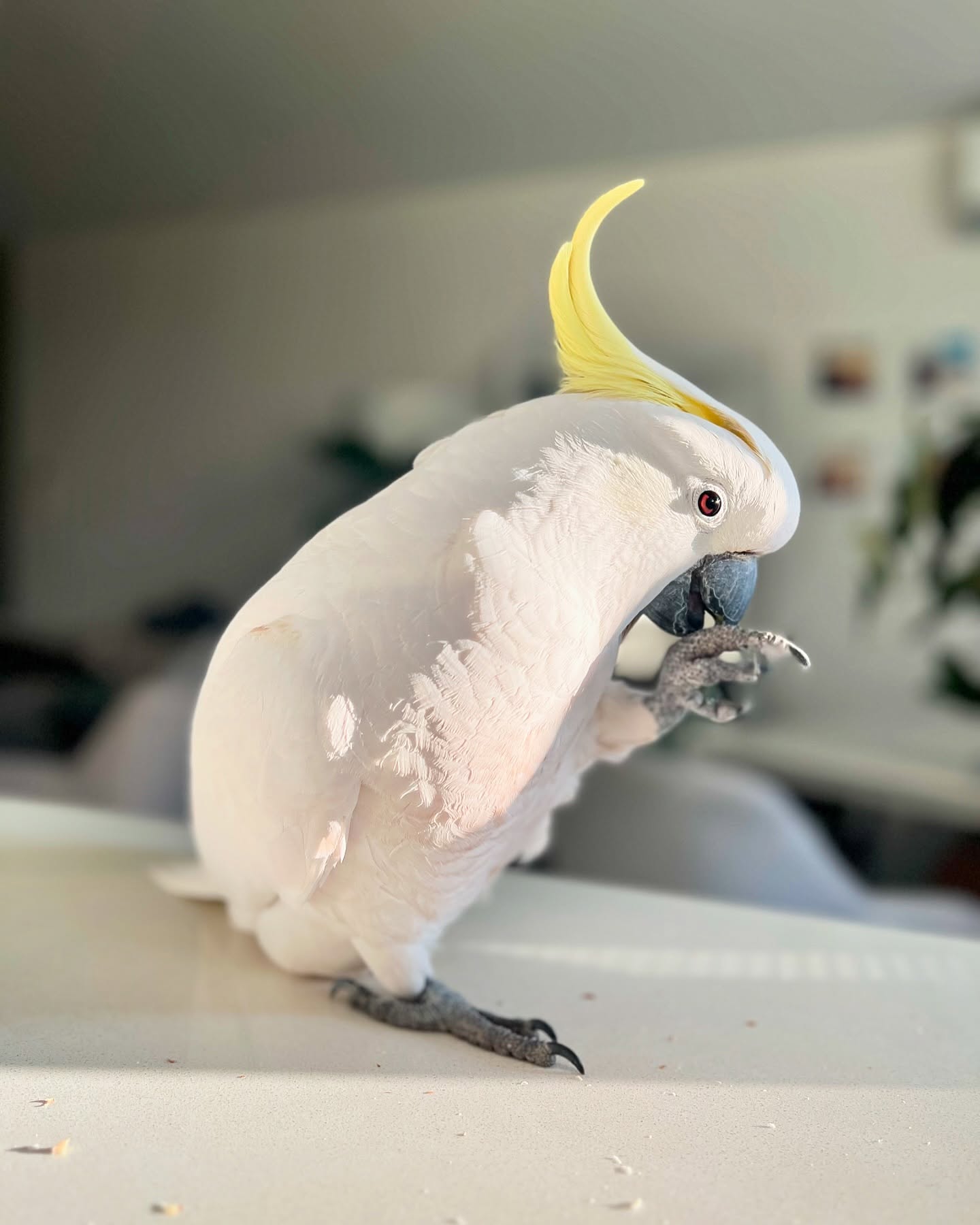 cockatoos_o_clock_1721392792_3415612763694183786_52367012647 cockatoos_o_clock_1721392792_3415612763694183786_52367012647